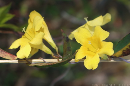Yellow Jessamine