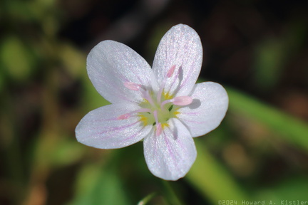 Spring Beauty