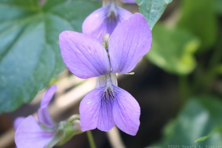 Dog Violet