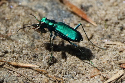 Six-spotted Tiger Beetle
