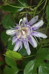 Purple Passionflower