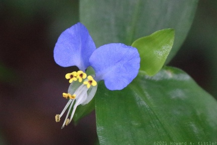 Common Dayflower