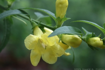 Downy Yellow False Foxglove