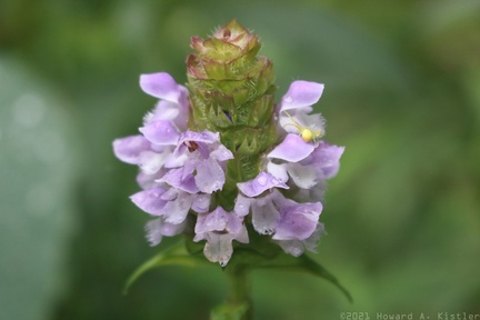 Crab Spider on Heal-All