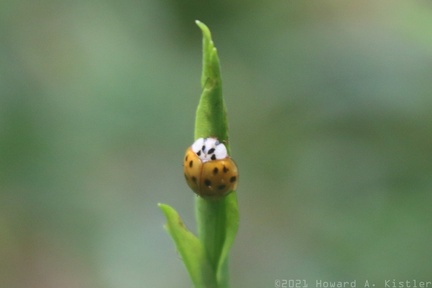 Multicoloured Asian Lady Beetle