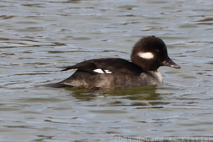 Bufflehead