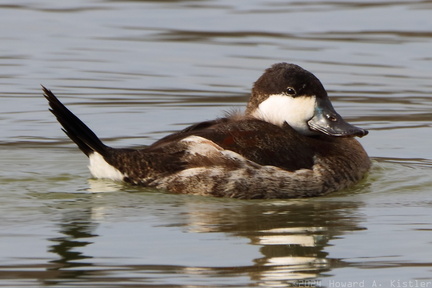 Ruddy Duck