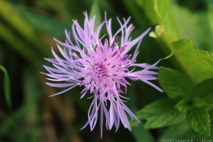 Spotted Knapweed