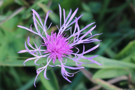 Spotted Knapweed