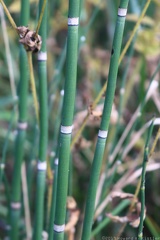 Scouringrush Horsetail