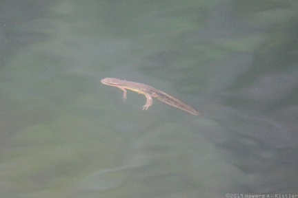 Red-Spotted Newt