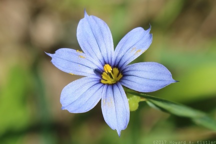 Blue-eyed Grass