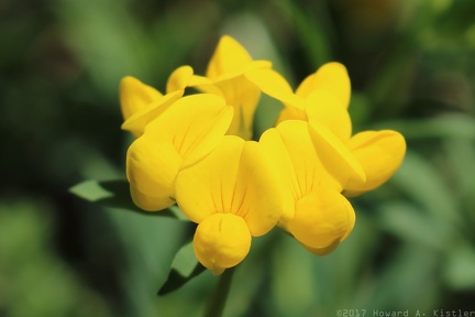 Birdsfoot Trefoil