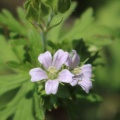 Carolina Cranesbill