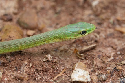 Northern Rough Greensnake