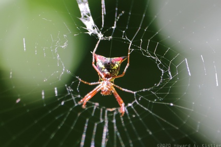 Arrow-shaped Micrathena