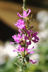Purple Loosestrife