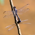 Slaty Skimmers Mating