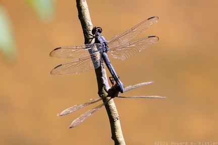 Slaty Skimmers Mating