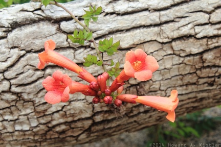 Trumpet Creeper