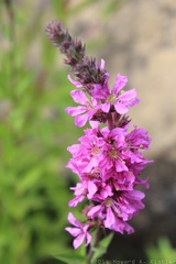 Purple Loosestrife