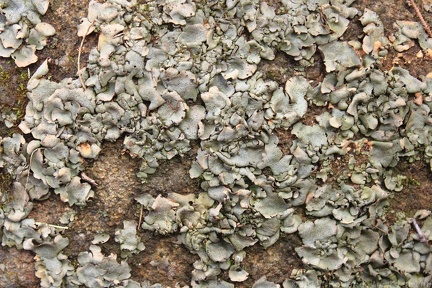 Lichen