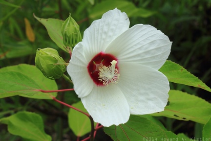 Swamp Rose Mallow