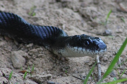 Eastern Ratsnake