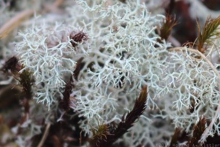 Green Reindeer Lichen