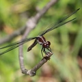 Yellow-sided Skimmer