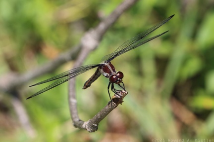 Yellow-sided Skimmer