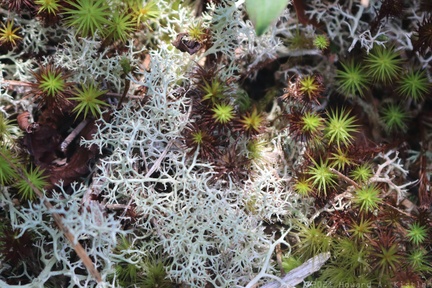Common Haircap Moss & Green Reindeer Lichen