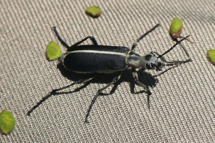 Margined Blister Beetle