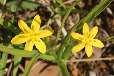 Common Goldstar