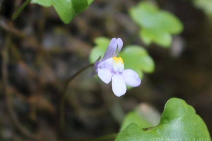 Ivy-leaved Toadflax