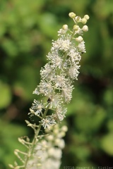 Black Cohosh