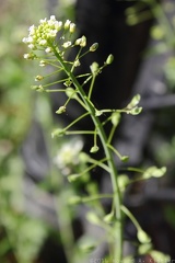 Virginia Pepperweed