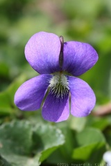 Common Blue Violet