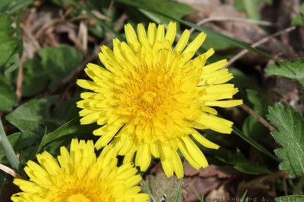 Common Dandelion
