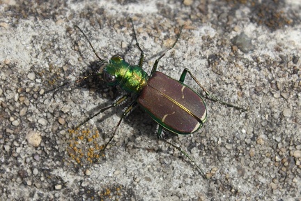 Splendid Tiger Beetle