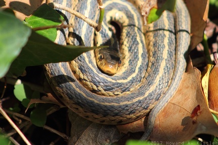 Eastern Gartersnake