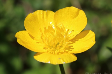 Bulbous Buttercup