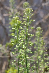 Virginia Pepperweed