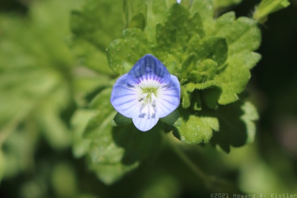 Bird's-eye Speedwell