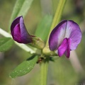 Spring Vetch