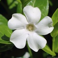 White Periwinkle