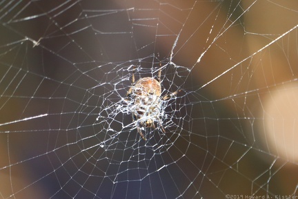 Orb Weaver
