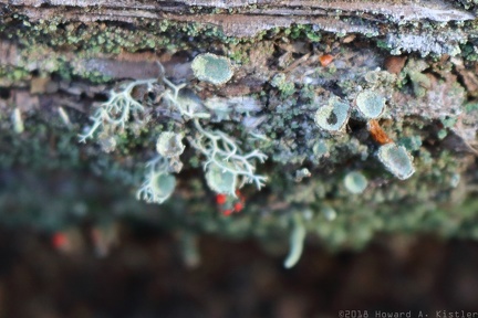 Pixie Cup Lichen