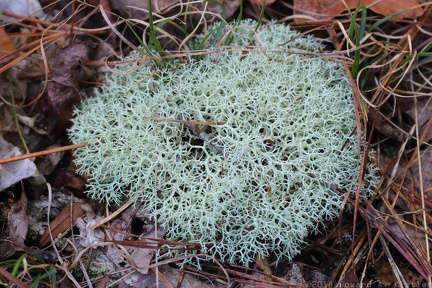 Green Reindeer Lichen
