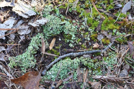 Lichen